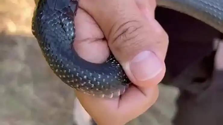 Yılancı Kemal 'zararsız' dedi ısırıldı !