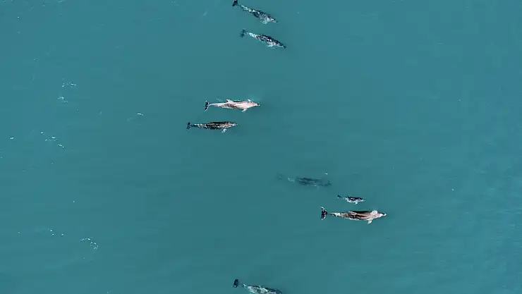 Yunuslar Karadeniz'de sürü halinde dolaştı