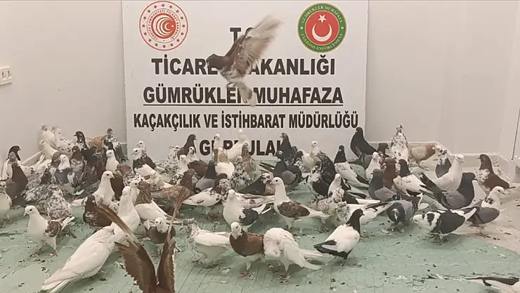 Yurda kaçak giren kuşlar gümrükte yakalandı