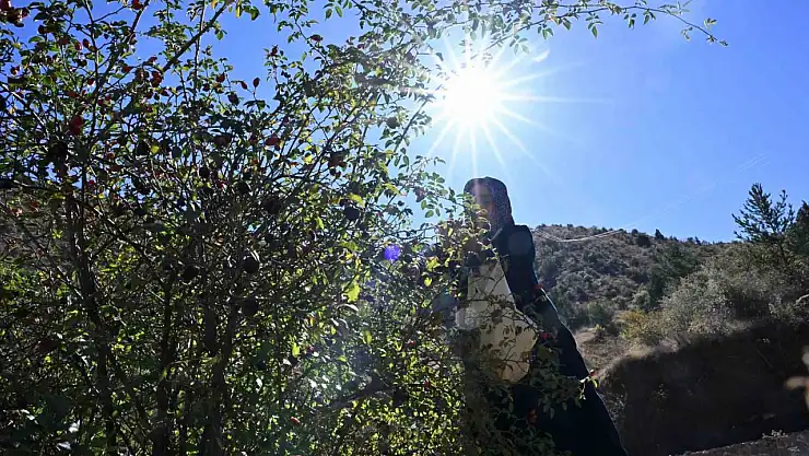 Zahmetli yolculukla sofraya geliyor