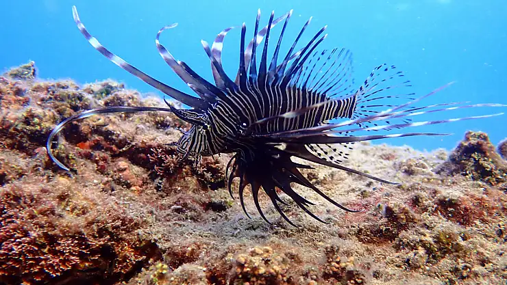 Zehirli istilacı tür yok olma eşiğinde