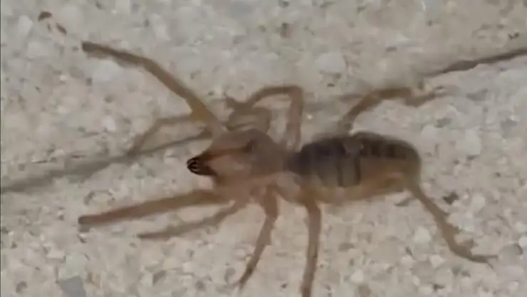 Zehriyle insanı ölüme götürebilen etçil örümcek görüntülendi
