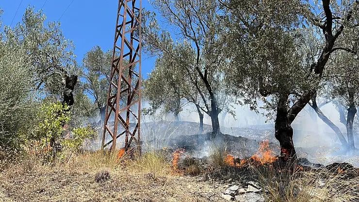 Zeytinlik yangını kontrol altına alındı
