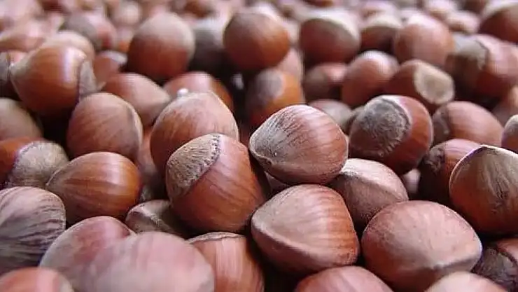 Zonguldak'ta 17 Kasım fındık fiyatı açıklandı: Yeni gün rakamı merak uyandırdı