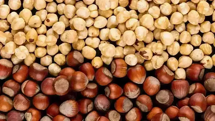 Zonguldak'ta yeni günde fındık fiyatları yukarı yönlü sinyal verdi