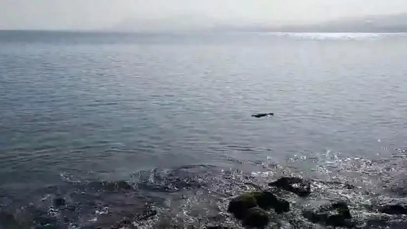 Ünye'de su samuru görüntülendi