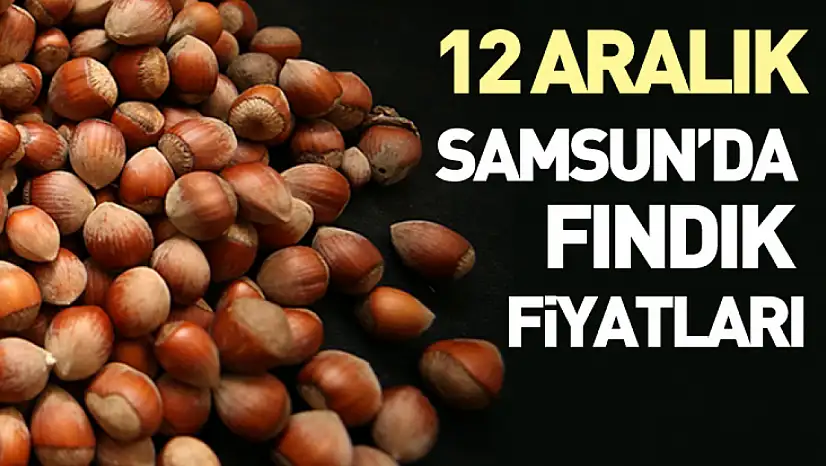 12 Aralık Samsun'da Fındık Fiyatları | Piyasa Kritik Eşiği Aştı