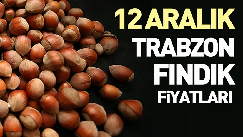 12 Aralık Trabzon Fındık Fiyatları | Hafta Ortasında Güçlü Seviye