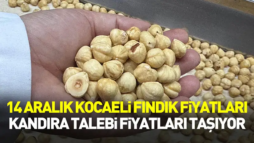 14 Aralık Kocaeli Fındık Fiyatları | Kandıra Talebi Fiyatları Taşıyor