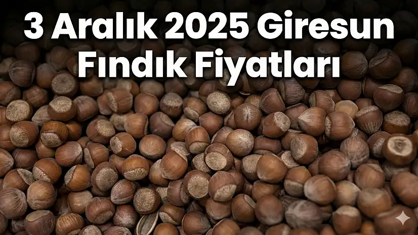 3 Aralık 2025 Giresun Fındık Fiyatları | Premium Rekabet Zirvede! 343 TL Gündemde