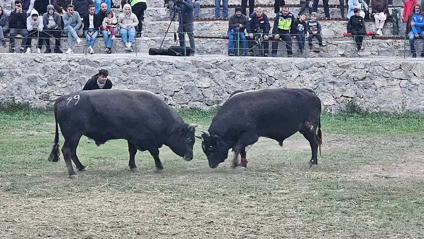 50 boğa kıyasıya mücadele etti