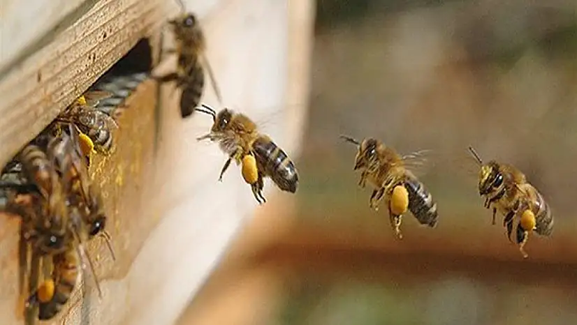 Bal arıları 1 kilo bal için yaklaşık 4 milyon çiçek geziyor