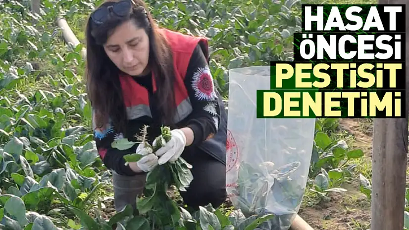 Çarşamba'da hasat öncesi pestisit denetimi