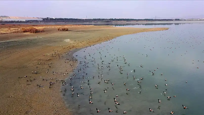 Elazığ'daki Cip Baraj Gölü, binlerce göçmen kuşu ağırlıyor