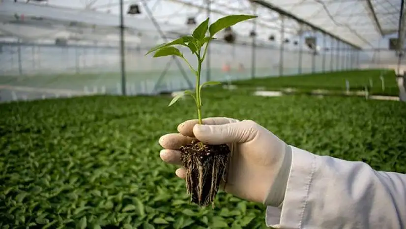 Fidan Üretim ve Bakım Hizmeti Alınacaktır