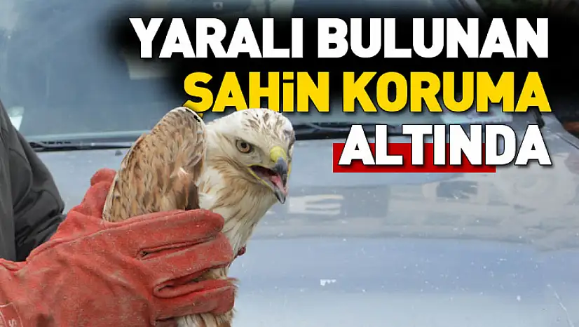 Havza'da yaralı bulunan şahin koruma altına alındı