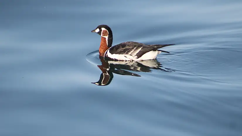 Nesli Tehlike Altındaki Sibirya Kazı Görüldü