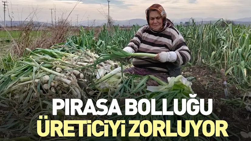 Pırasa Bolluğu Üreticiyi Zorluyor