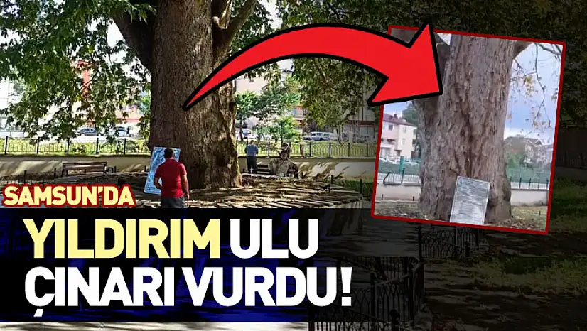 Sağanakla Birlikte Gelen Yıldırım Samsun'da Ulu Çınarı Vurdu!
