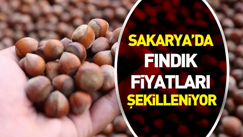 Sakarya'da Fındık Fiyatları Sahil ve İç Kesimlere Göre Şekilleniyor