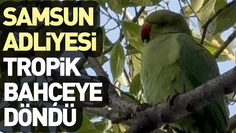 Samsun Adliyesi Tropik Bahçeye Döndü