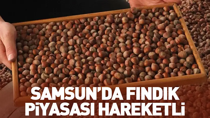 25 Ocak Samsun'da Fındık Fiyatları: Samsun'da Fındık Piyasası Hareketli