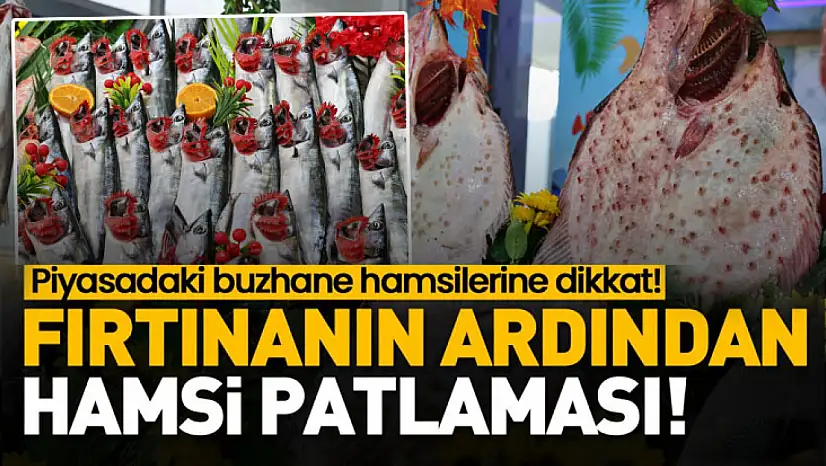 Samsun'da Hamsi Bolluğu