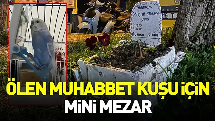 Taksicilerden Vefa: Ölen Muhabbet Kuşu İçin Mini Mezar