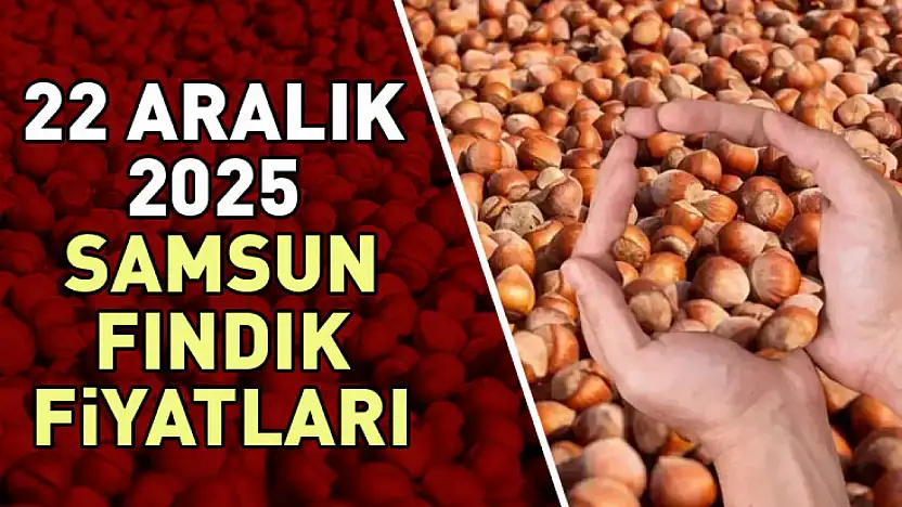 22 Aralık Samsun'da Fındık Fiyatları | Denge Korunuyor, Yukarı Kırılma Beklentisi Artıyor