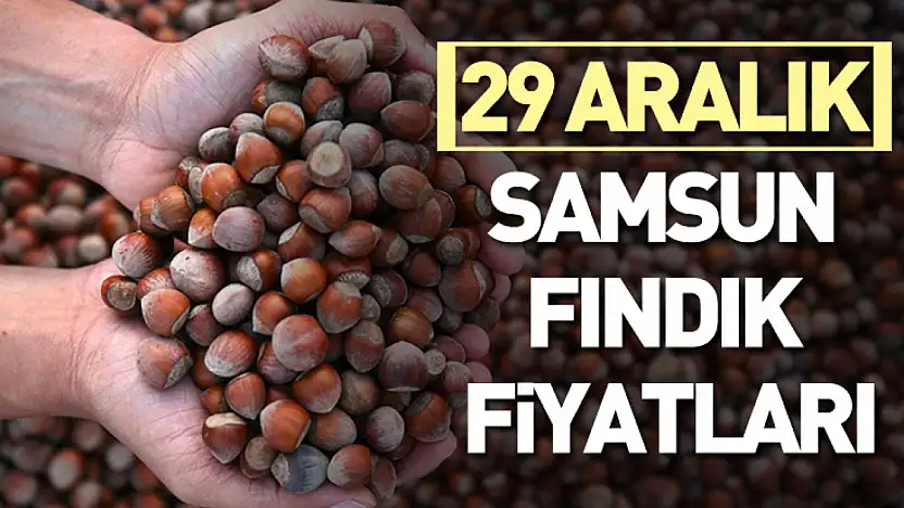 29 Aralık Samsun Fındık Fiyatları | Satış Azaldı, Beklenti Yükseldi