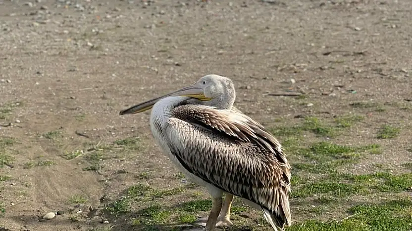 Atakum Sahilinde Tatlı Misafir