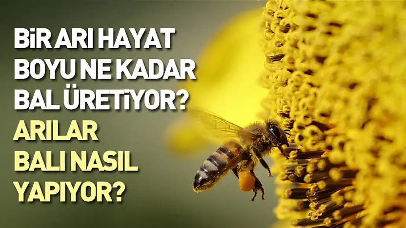 Bir Arı Hayat Boyu Ne Kadar Bal Üretiyor? Arılar Balı Nasıl Yapıyor?