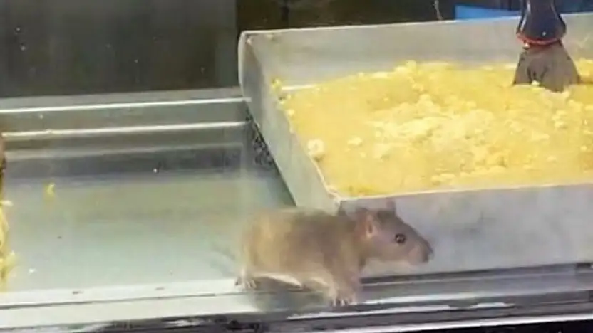 Börekçide hijyen skandalı: Vitrinde fare görüntülendi