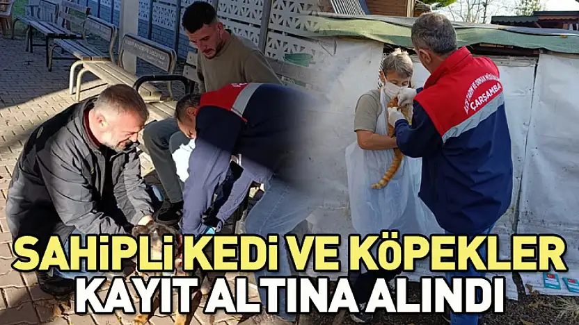 Çarşamba'da sahipli kedi ve köpekler kayıt altına alındı