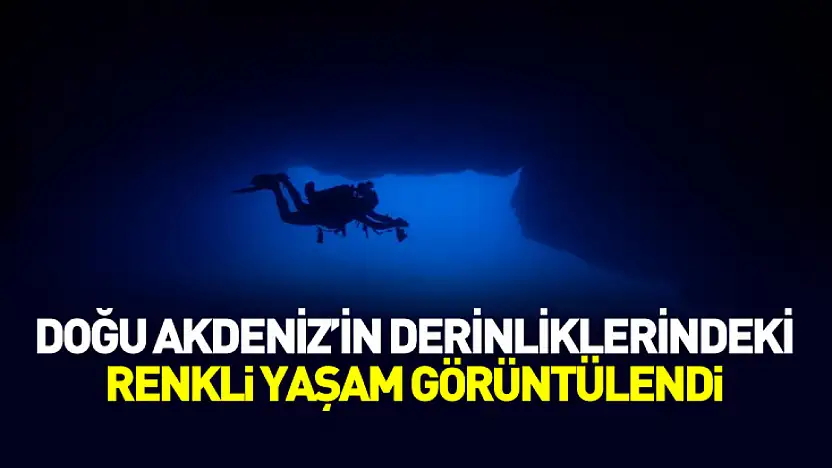 Doğu Akdeniz'in derinliklerindeki renkli yaşam görüntülendi