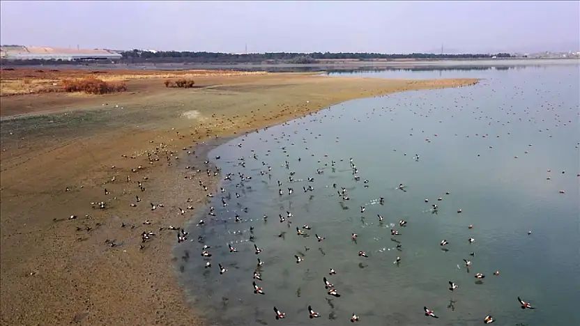 Elazığ'daki Cip Baraj Gölü, binlerce göçmen kuşu ağırlıyor