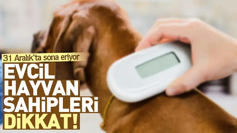 Evcil hayvan sahipleri dikkat! 31 Aralık'ta sona eriyor