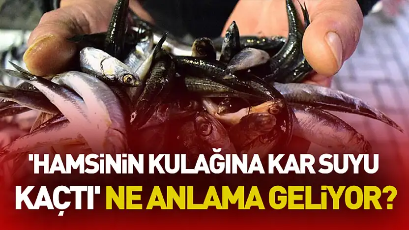 'Hamsinin Kulağına Kar Suyu Kaçtı' Ne Anlama Geliyor?