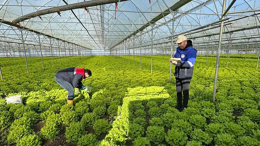 Hasat öncesi pestisit denetimi