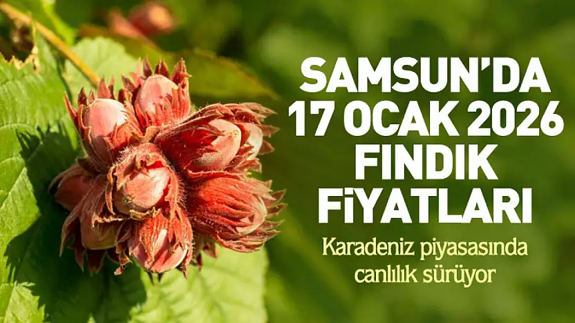 Samsun'da 17 Ocak 2026 Fındık Fiyatları: Karadeniz piyasasında canlılık sürüyor
