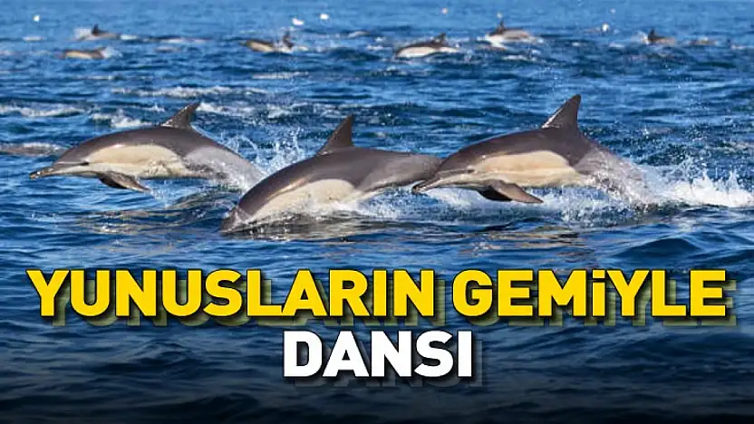 Samsun'da Balıkçı Teknesine Eşlik Eden Yunuslar Kamerada
