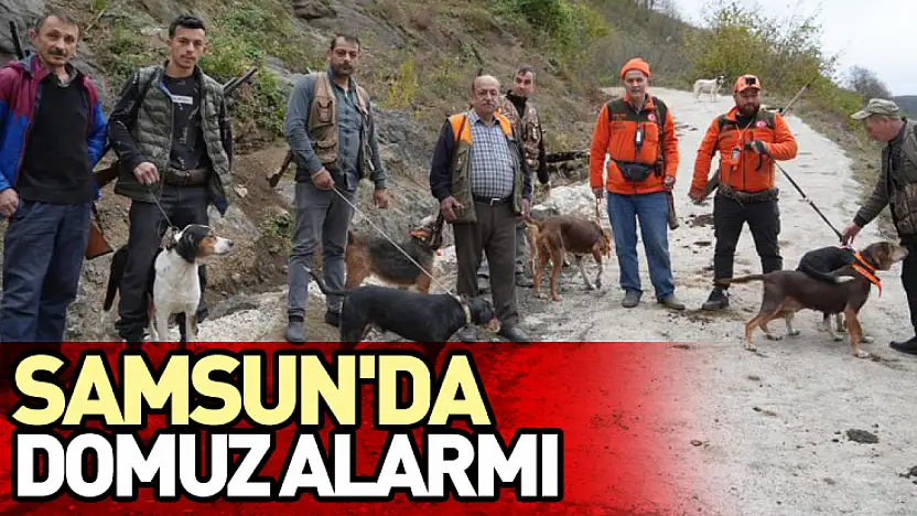 Samsun'da domuz alarmı