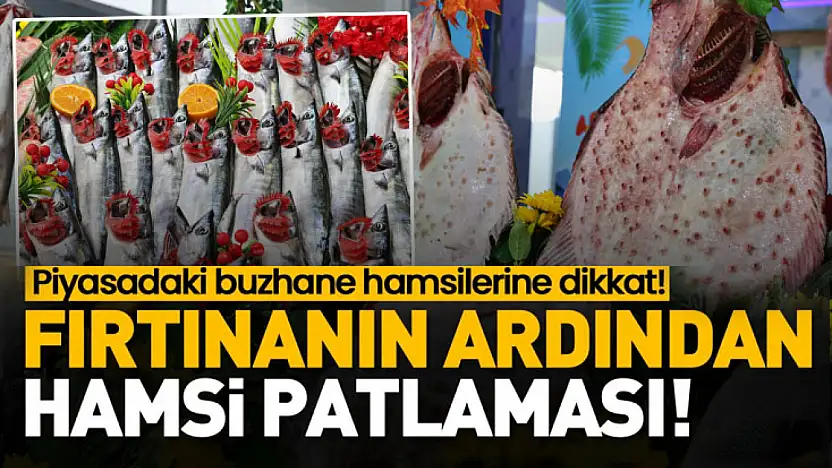 Samsun'da Hamsi Bolluğu