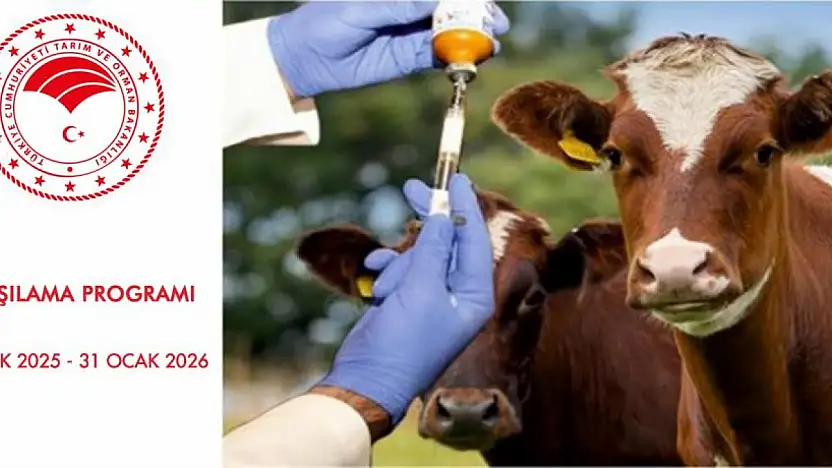 Samsun'da Şapla mücadele