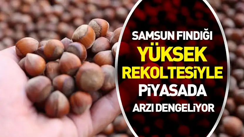 Samsun Fındığı Yüksek Rekoltesiyle Piyasada Arzı Dengeliyor