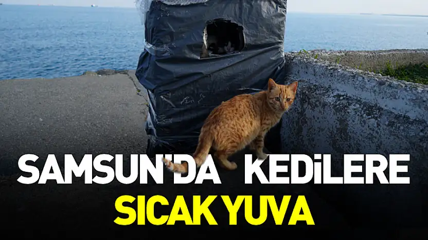 Samsun Sahilinde Kediler İçin Sıcak Yuva