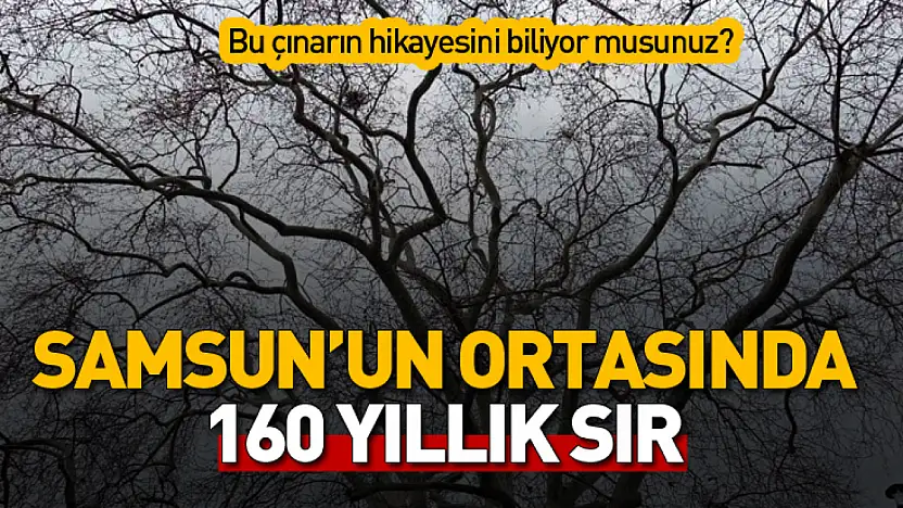 Samsun'un 160 Yıllık Anıt Çınarı Zamana Meydan Okuyor