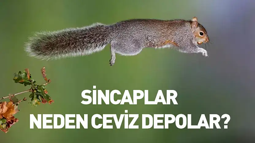 Sincaplar neden ceviz depolar?