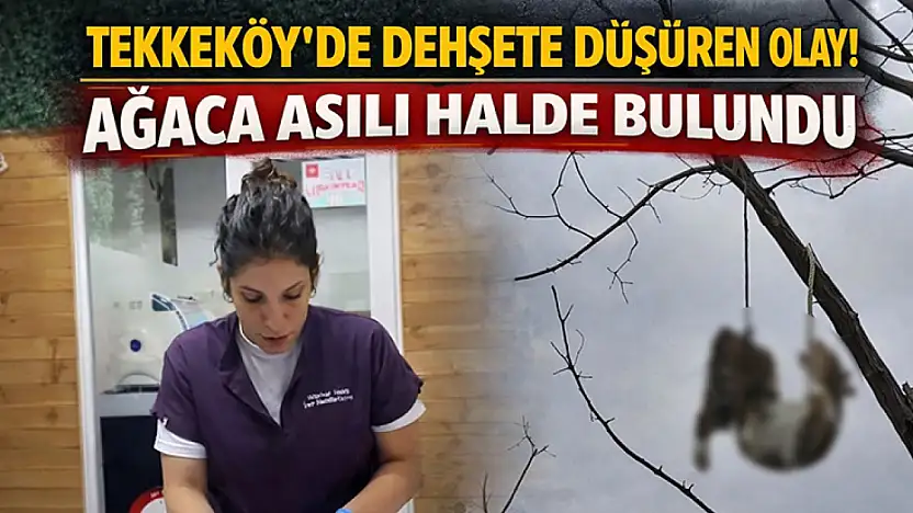 Tekkeköy'de dehşete düşüren olay! Ağaca asılı halde bulundu