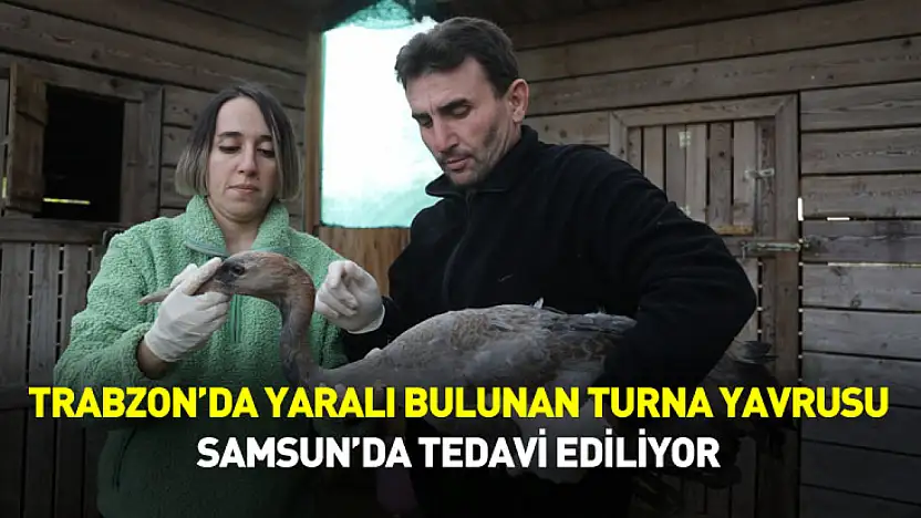 Trabzon'da yaralı bulunan turna yavrusu Samsun'da tedavi ediliyor